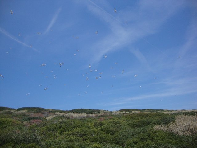 tremiti-matera 01-06-2015 086